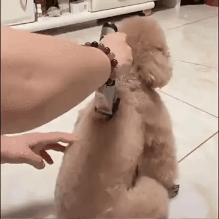 Kit Profesional Cortadora Pelo Mascota
